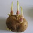 keimene Kartoffelknolle