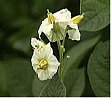 Solanum tuberosum L.