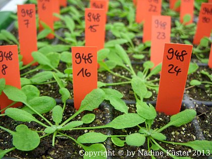 Arabidopsis Pflanzen