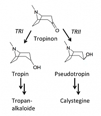 Ausschnitt Tropanalkaloidbiosynthese