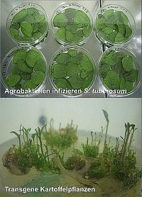 Transgene Kartoffelpflanzen nach Agrobakterien-vermittelter Blattscheibentransformation